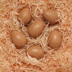 Sensory sound eggs