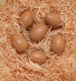 Sensory sound eggs